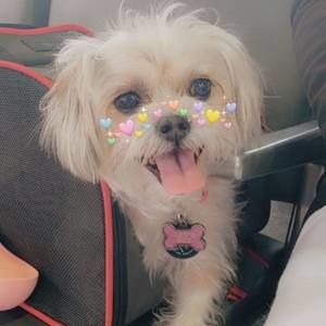 Meet your Posher, Zaravy